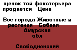 щенок той-фокстерьера продается › Цена ­ 25 000 - Все города Животные и растения » Собаки   . Амурская обл.,Свободненский р-н